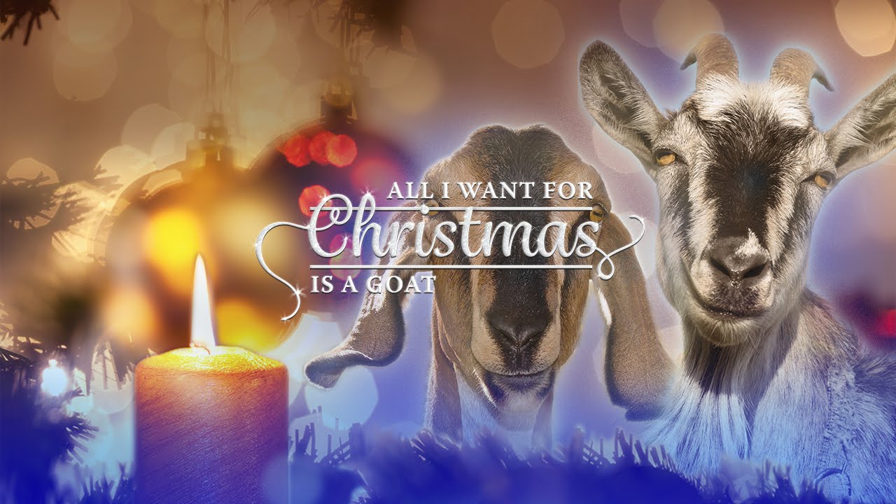 «All I want for Christmas is You», la canzone più amata dalle capre.